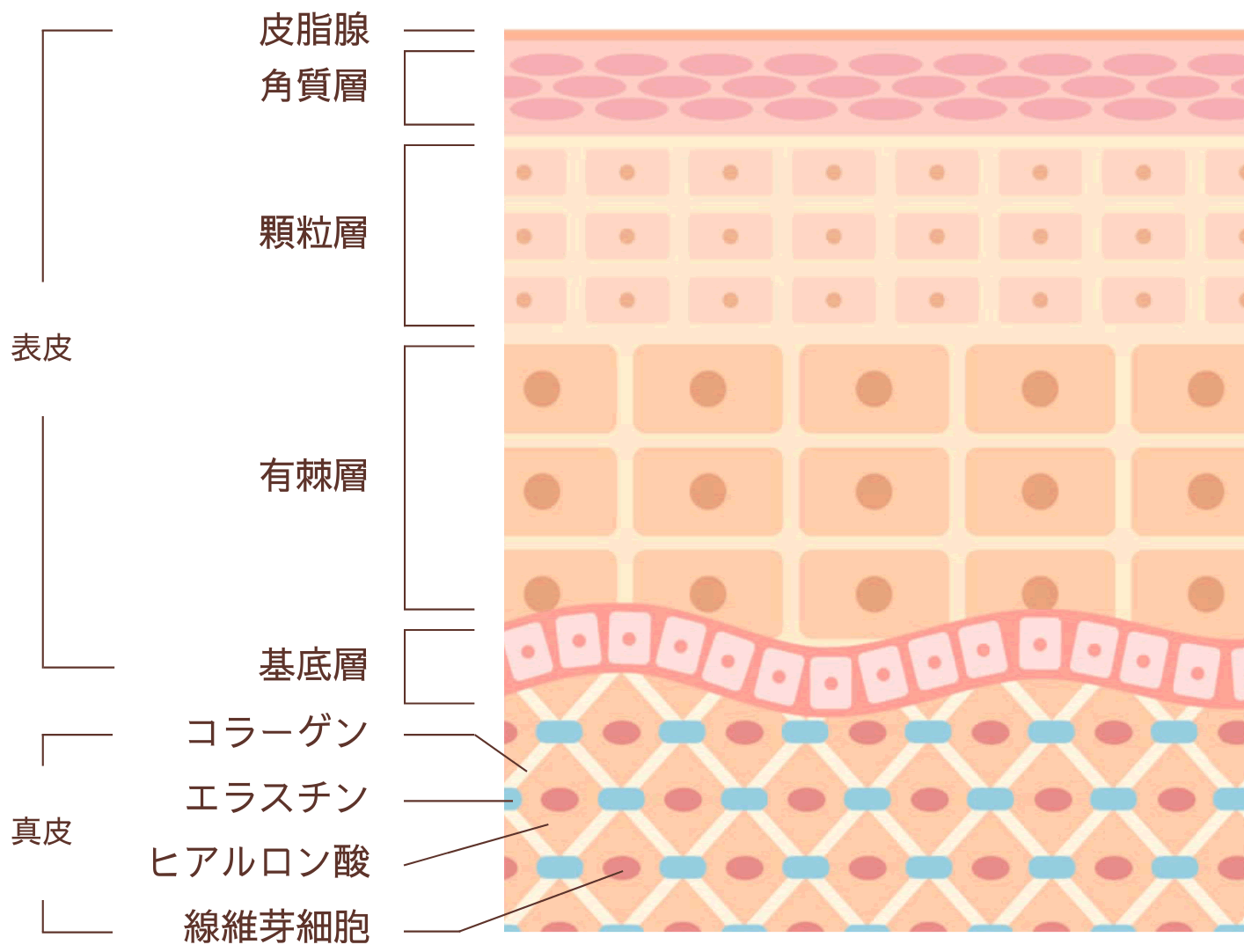 健康な肌と角質肥厚な肌