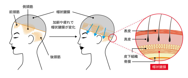 頭・顔を支える筋