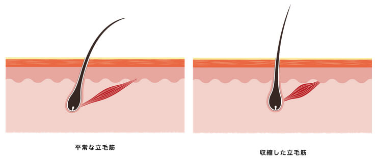頭・顔を支える筋