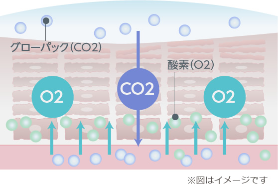 エニシーグローパック　STEP02　酸素との交換運動が起こる