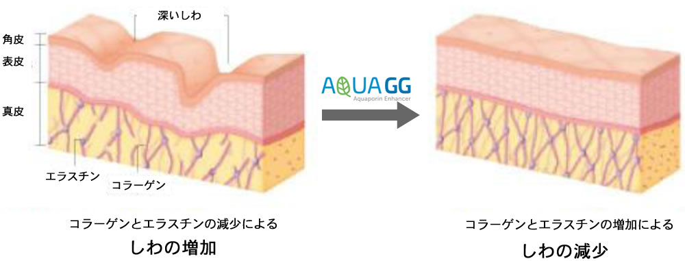 皮膚のバリア強化、シワ改善など